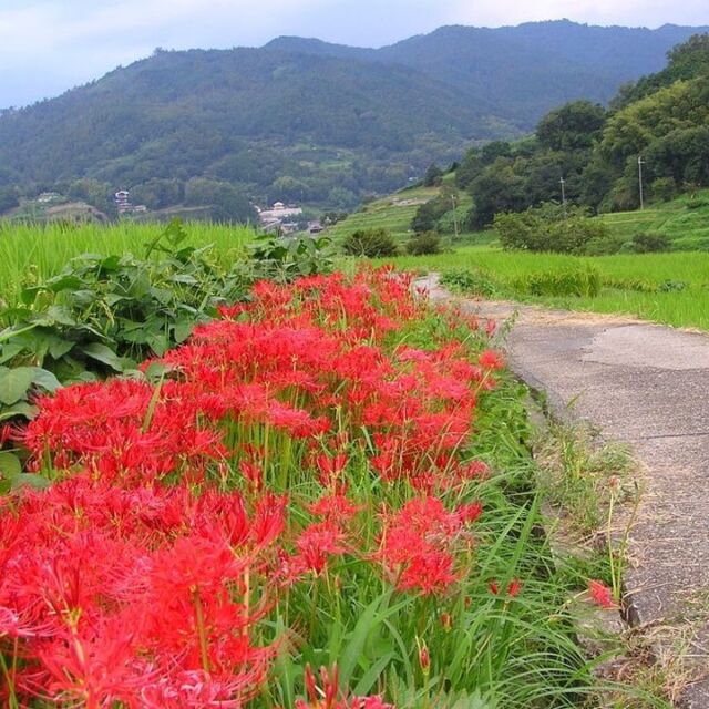 奈良県明日香村の奥明日香地域にあるなだらかな傾斜に続く稲渕の棚田。秋には稲穂と彼岸花のコントラストが美しく、農林水産省の「日本の棚田百選」にも認定されています。
今年の彼岸花は夏の暑さの影響で開花が少し遅れています。石舞台や稲渕は咲き始め。まだ楽しめそうです。個性豊かな案山子が飾られた棚田を彼岸花が彩ります。
#奈良 #明日香 #棚田 #風景 #歴史街道